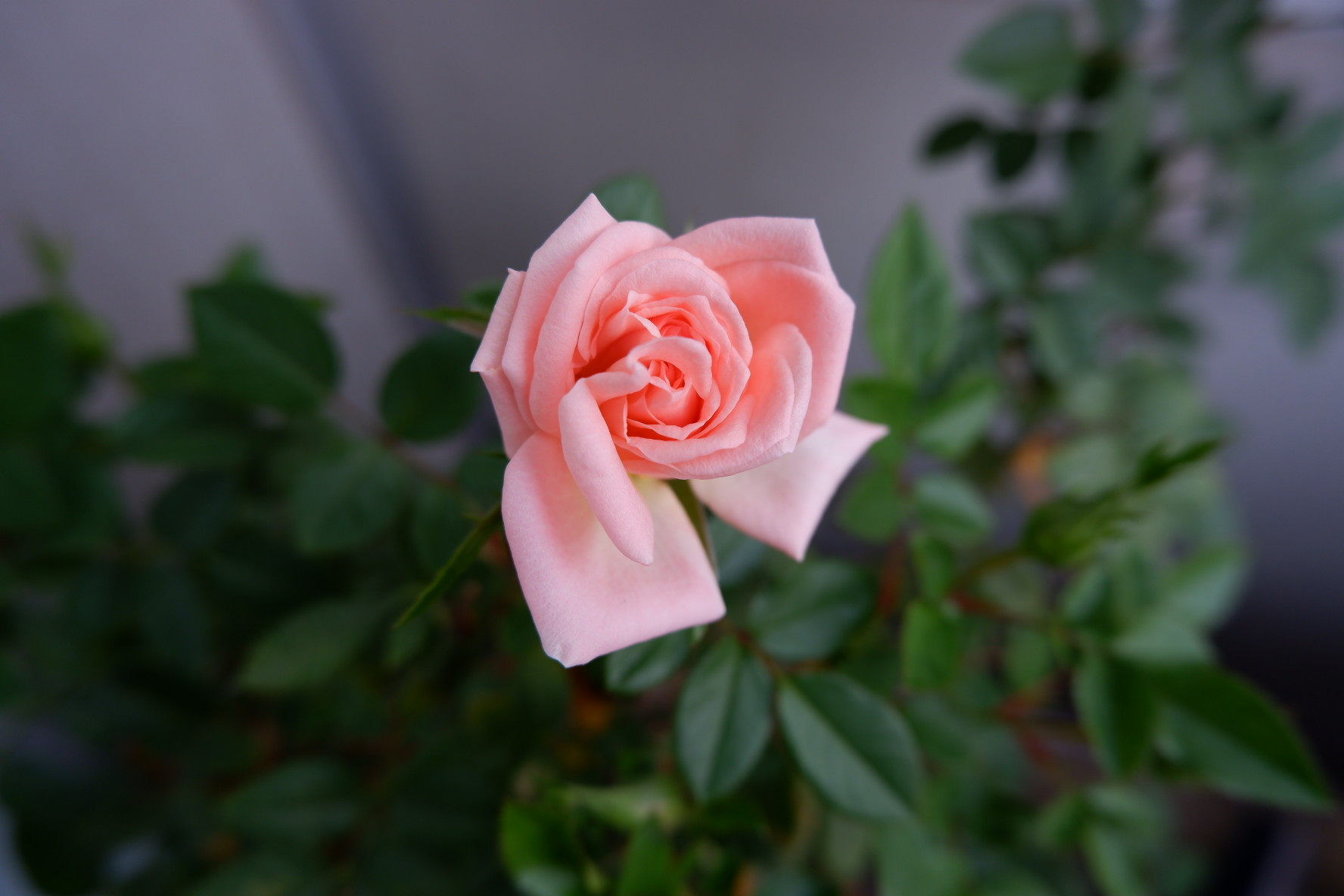 ちいさな台所で