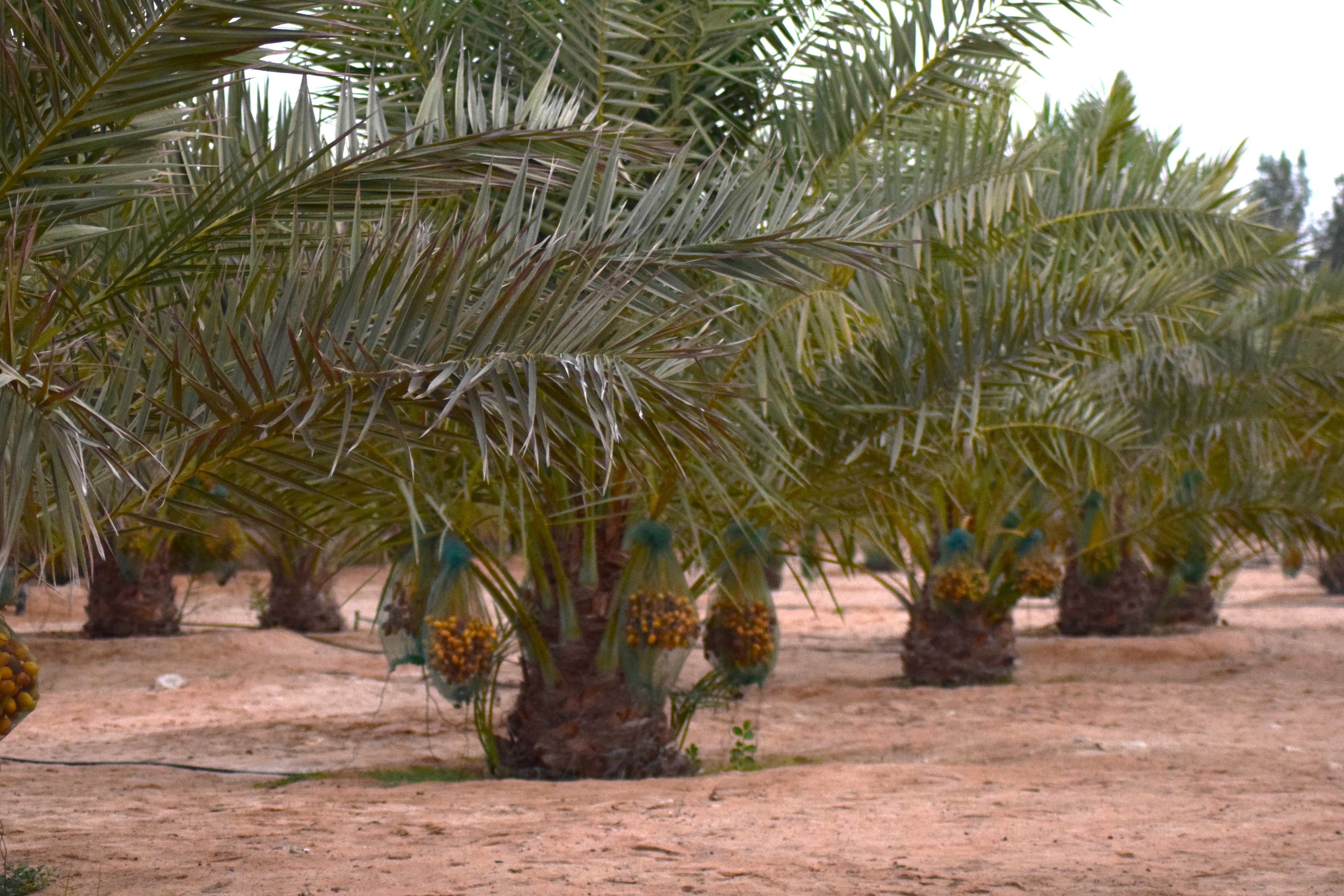 【秘話】大富豪Jabbarが「一生の相棒」に選んだ、究極のデーツ物語。