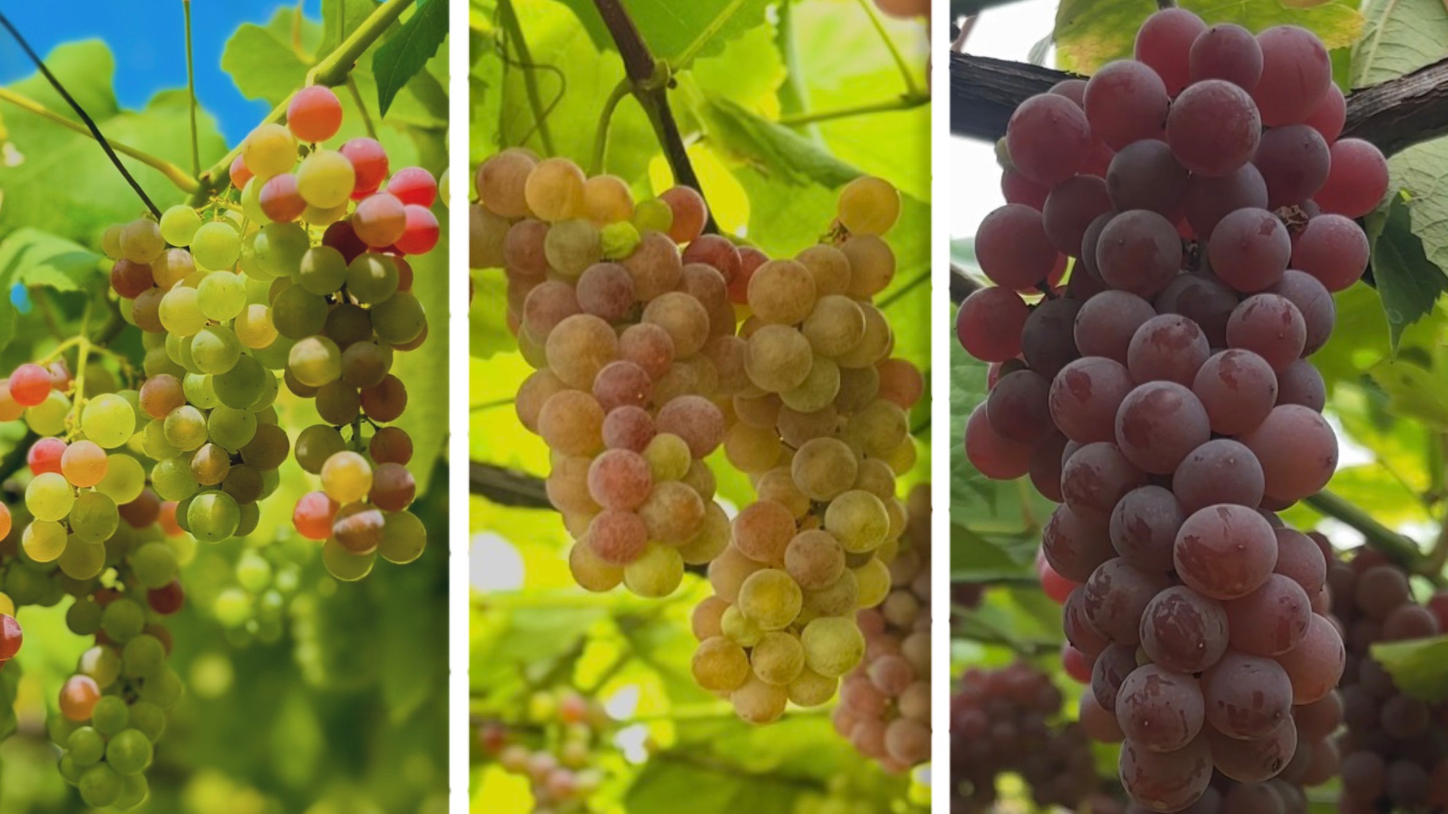 【Laiinaのぶどうの特徴】デラウェアの「3つの育成段階」とワインへのこだわり