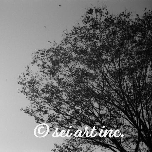 木と風（モノクロ）