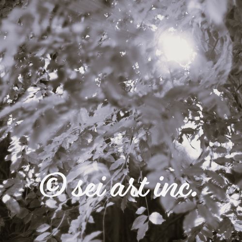 木漏れ日（モノクロ）