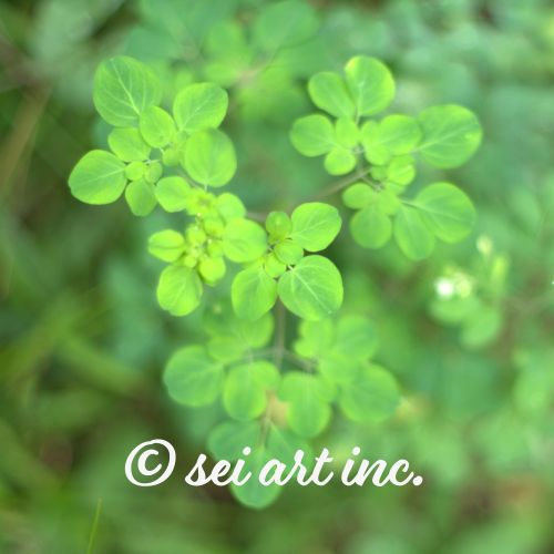 Matsukazesou | マツカゼソウ