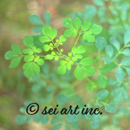 Matsukazesou | マツカゼソウ 松風草