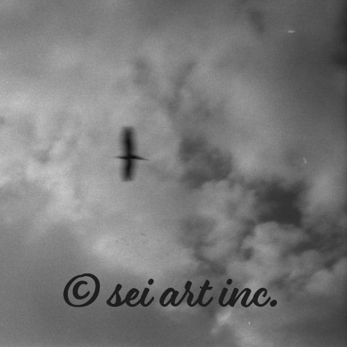Bird and Clouds (B&W) | 鳥と雲