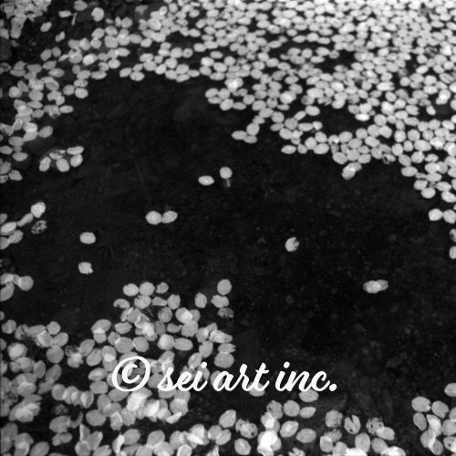 Cherry Blossoms (B&W) | 桜の花びら モノクロ