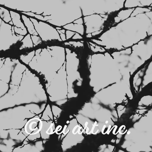 葉が落ちてしまった木（モノクロ）