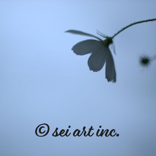 Cosmos Flower | コスモス 秋桜