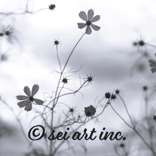 Cosmos Flower (B&W) | コスモス モノクロ