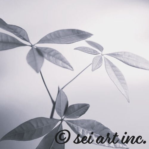 パキラ（モノクロ）