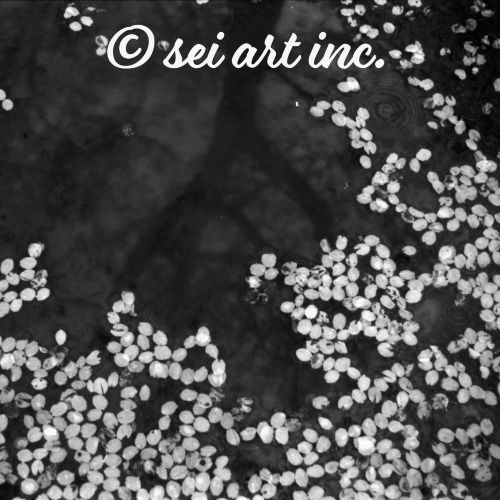 Cherry Blossom Petals on Water Surface (B&W) | 桜