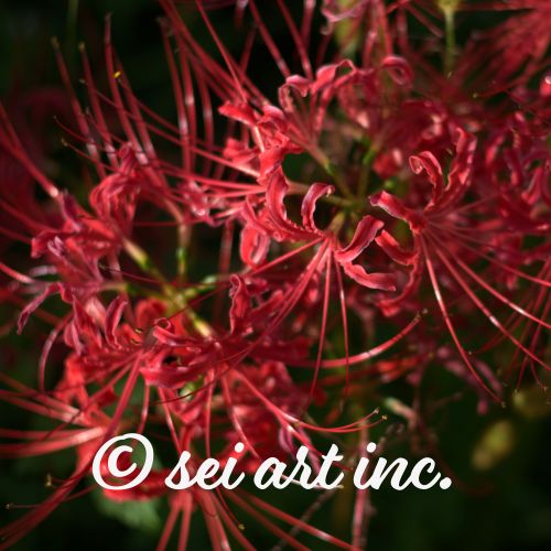 Red Spider Lily  | 彼岸花 ヒガンバナ