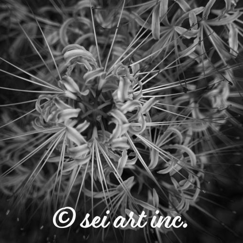 Red Spider Lily (B&W) | 彼岸花 モノクロ