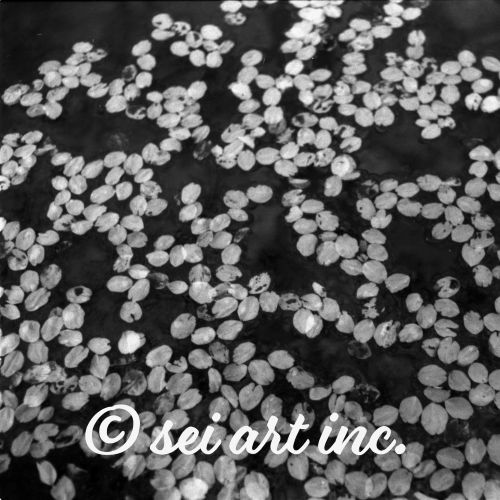 Cherry Blossom Petals in Puddle (B&W) | 桜のはなびら