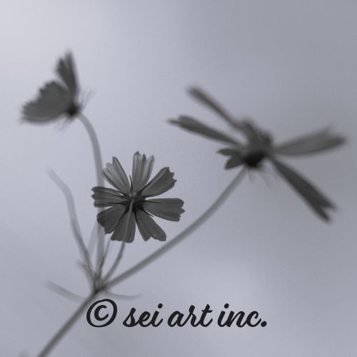 Three Cosmos Flowers (B&W) | 3輪のコスモス モノクロ