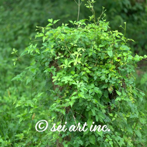 Tree Stump and Plant Growth | 切株と植物