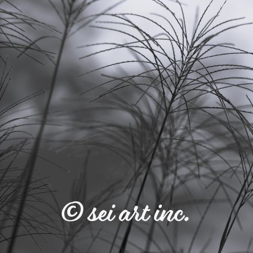 Silver Grass Cluster (B&W) | ススキの群生 モノクロ