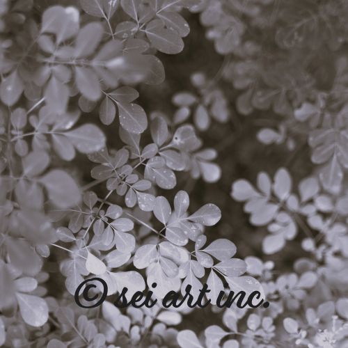 Matsukazesou (B&W) | マツカゼソウ モノクロ