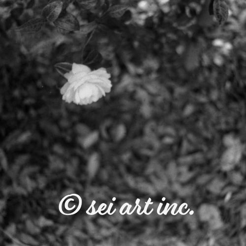 ツバキの花（モノクロ）