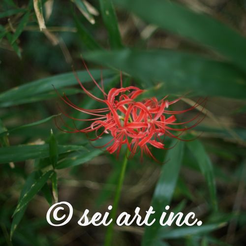 一本の彼岸花