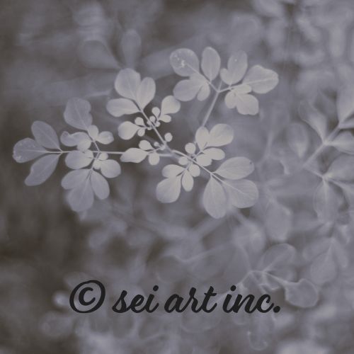 Matsukazesou (B&W) | マツカゼソウ 松風草 モノクロ