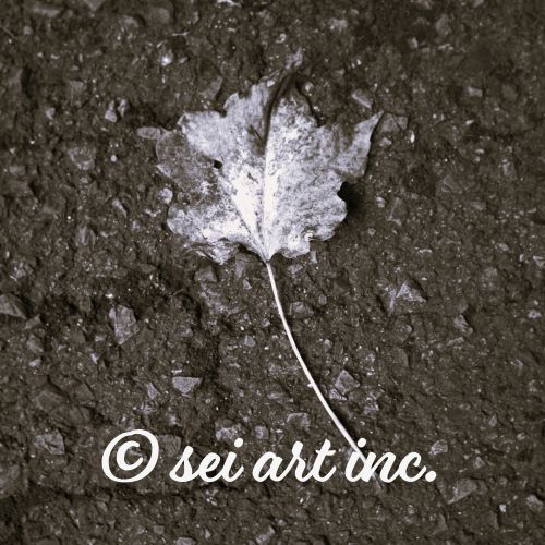 Maple Leaf (B&W) | カエデの葉 モノクロ