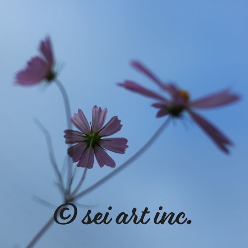 Three Cosmos Flowers | 3輪のコスモス