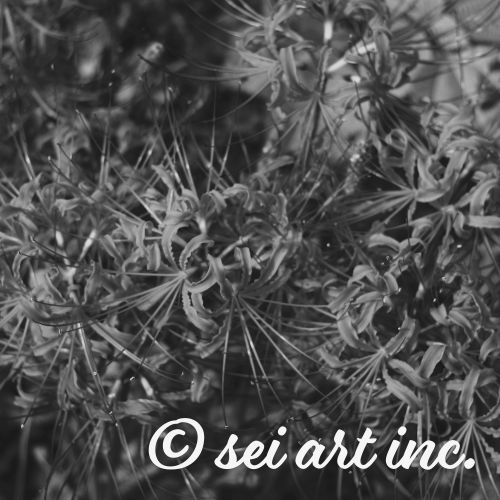 彼岸花　モノクロ　写真デザインの商品リンク