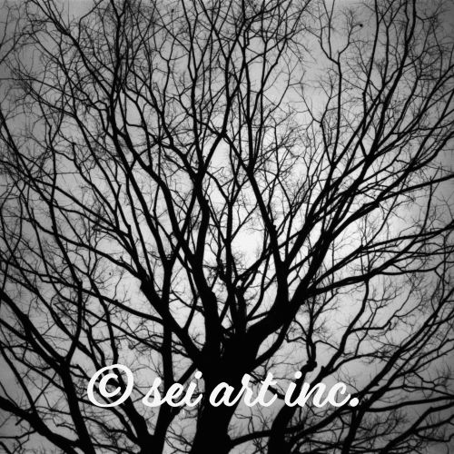 Tree (B&W) | 木 モノクロ