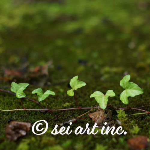 ならんだアイビー