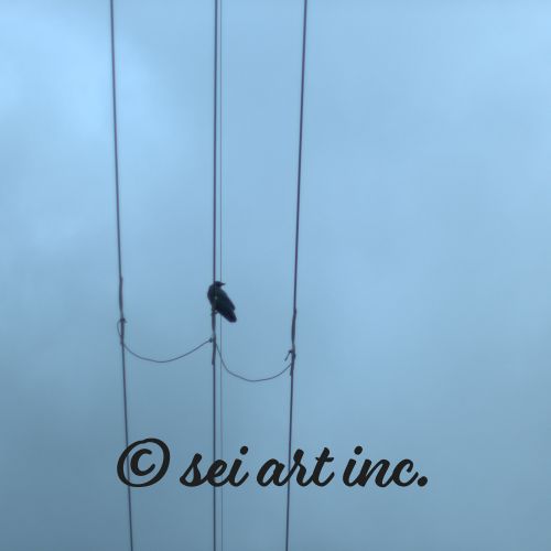 Crow and Power Lines | カラスと電線