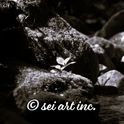 Plant on a Rock (B&W) | 岩の上の植物 モノクロ