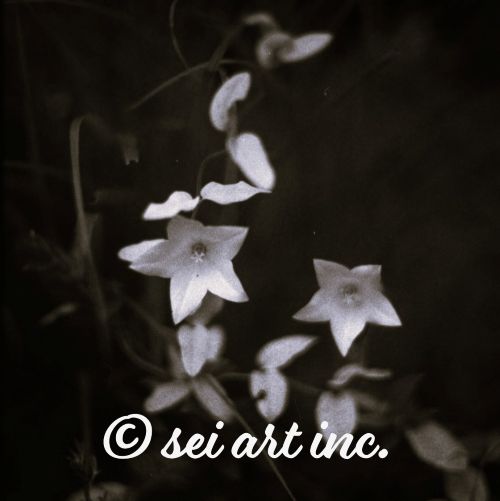 Balloon Flower (B&W) | 桔梗 キキョウ モノクロ