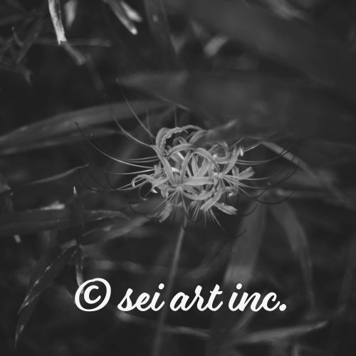 一本の彼岸花（モノクロ）