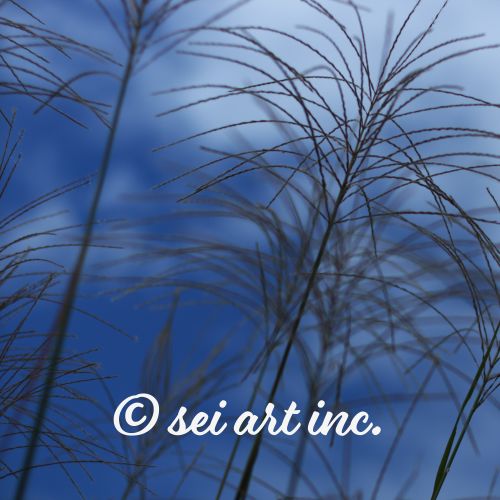 Silver Grass Cluster | ススキの群生