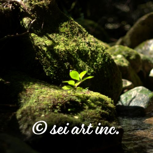 Plant on a Rock | 岩の上の植物