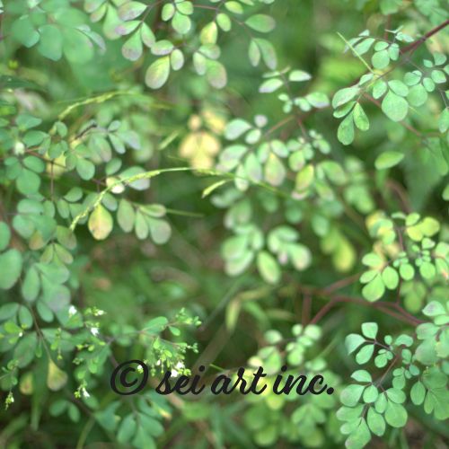 Matsukazesou | マツカゼソウ 松風草