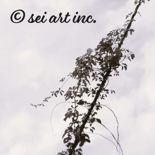 電柱に絡みついたツル（モノクロ）