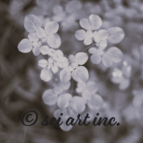 Matsukazesou (B&W) | マツカゼソウ モノクロ