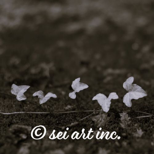 ならんだアイビー（モノクロ）