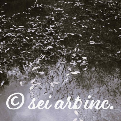 水面に落葉がある池の　写真モノクロデザイン