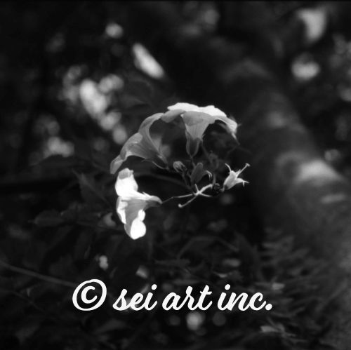 Flowers Hanging from Tree (B&W) | 木からぶら下がった花 モノクロ