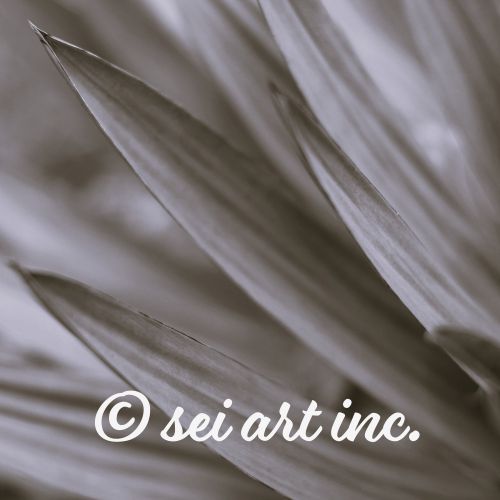 ユッカ（モノクロ）