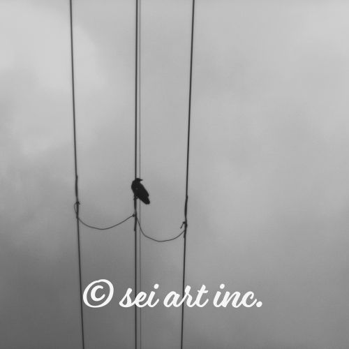 Crow and Power Lines (B&W) | カラスと電線 モノクロ
