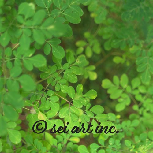 Matsukazesou  | マツカゼソウ 松風草