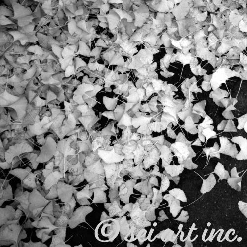 イチョウの落葉が一面にあるモノクロ写真デザインの商品リンク