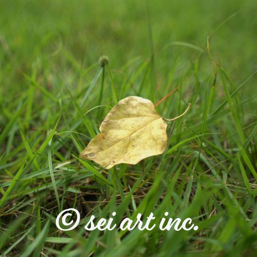 Yellow Fallen Leaf | 黄色い落葉