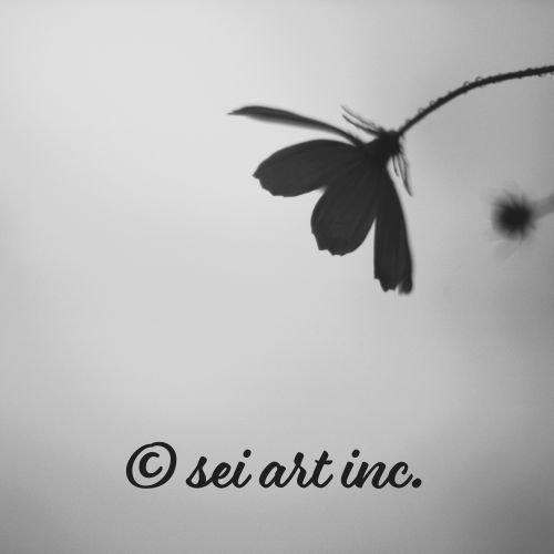 Cosmos Flower (B&W) | コスモス 秋桜 モノクロ
