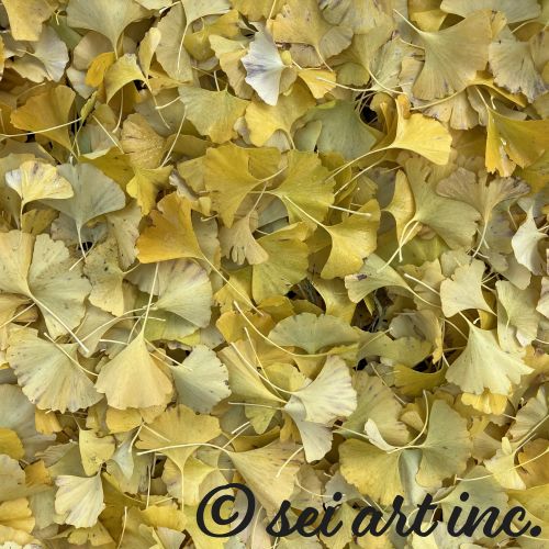 イチョウの落葉が一面に広がった　写真デザインの商品リンク