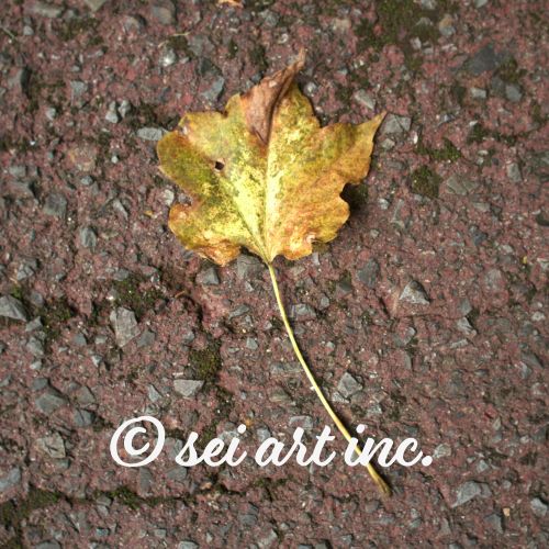 Maple Leaf | カエデの葉