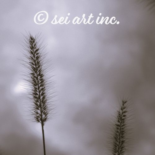 Foxtail Grass (B&W) | 猫じゃらし エノコログサ モノクロ